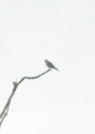 Birds!